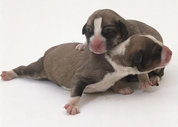 Two white and tan newborn puppies with eyes closed playing