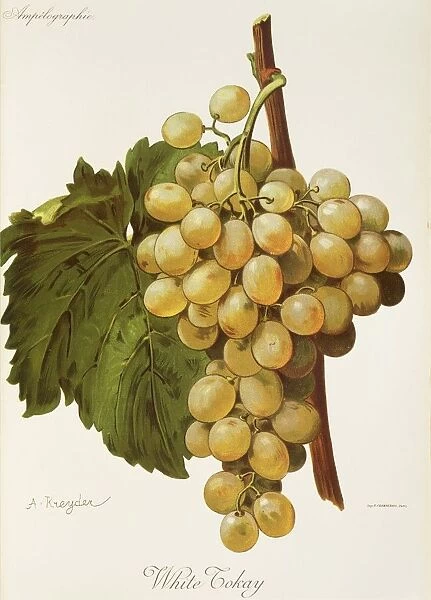 White Tokay grape, illustration by A. Kreyder