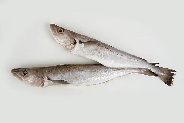 Two whiting fishes on white background