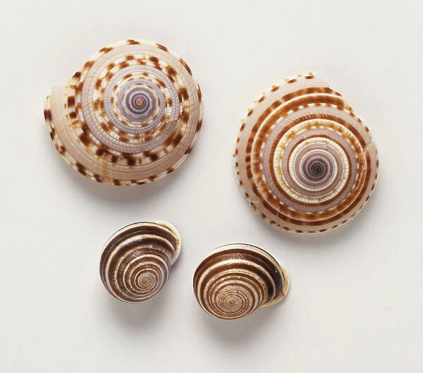 Whorled sea shells
