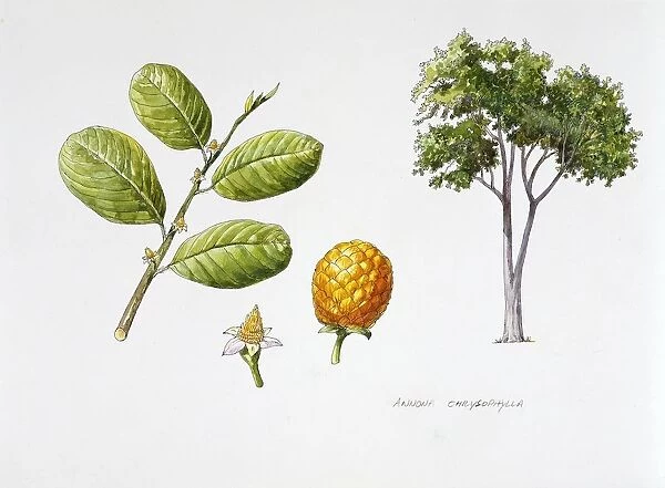 Wild custard apple (Annona chrysophylla), plant with flowers, leaves and syncarpous fruits, illustration