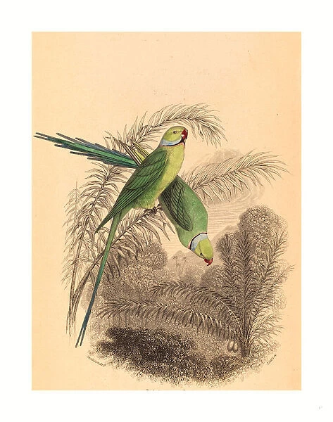 William Home Lizars After William Swainson (scottish, 1788 1859 ), Red Ringed Parrakeet, Colored Lithograph