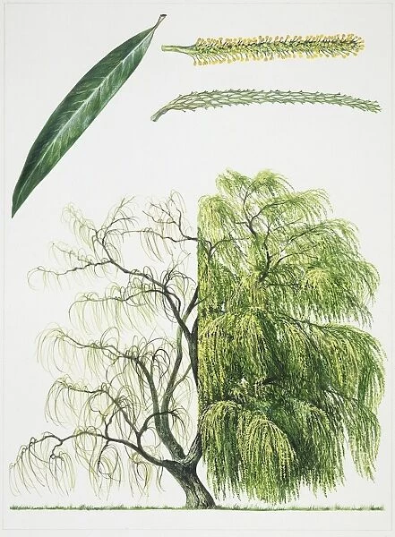 Willow (Salix L. ), illustration