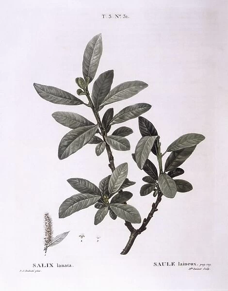Willow (Salix lanata), Henry Louis Duhamel du Monceau, botanical plate by Pierre Joseph Redoute