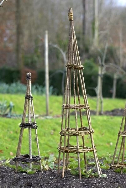 Willow wigwams