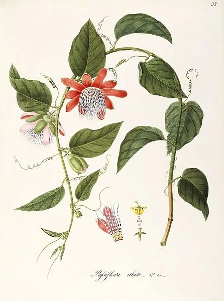 Winged-stem Passion Flower (Passiflora alata), Passifloraceae, Climbing shrub, native to Peru, watercolor, 1837