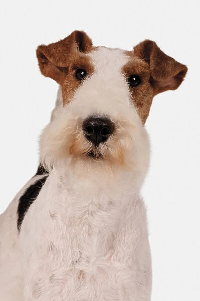 Wire Fox Terrier, looking at camera