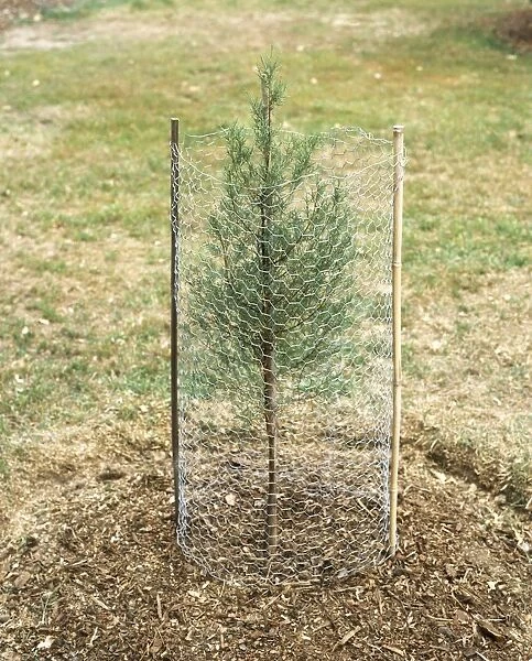 Wire mesh barrier protecting young Lawsons Cypress tree