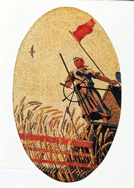 Woman harvesting wheat on combine harvester