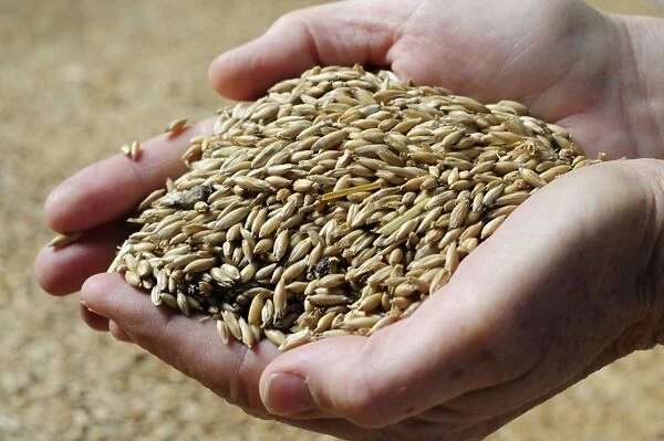 Woman holding oat grains in her hands, close-up