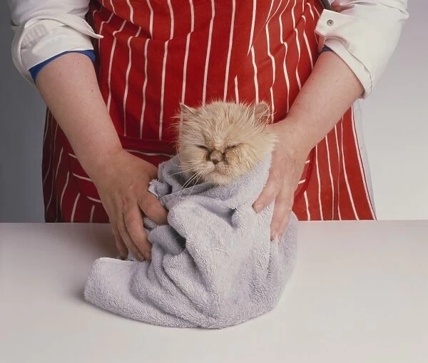 Woman wearing striped apron drying red longhaired Persian cat wrapped in towel