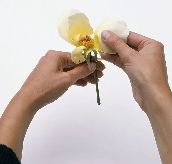 Womans hands peeling off petals from rose, close-up