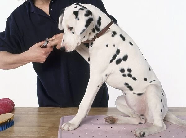Women clipping Dalmatians nails, close-up, side view