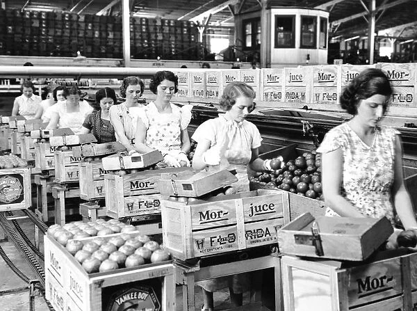 Women packing oranges in a packing plant