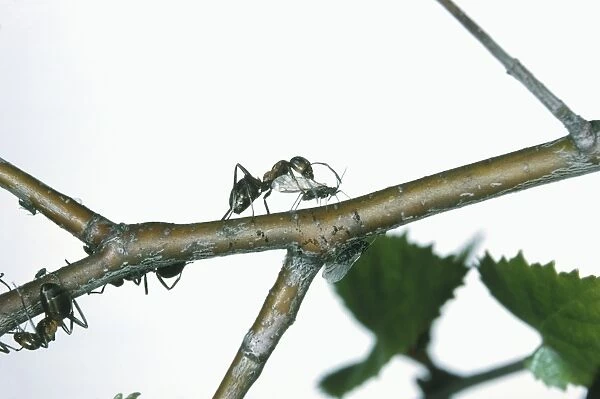 Wood ant (Formica rufa) attacking another insect on tree branch