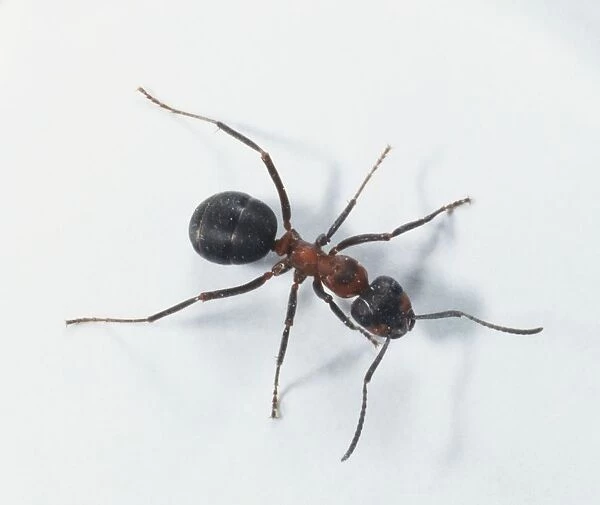 Wood Ant (Formica rufa), view from above