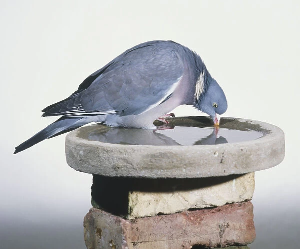 Wood Pigeon (Columba palumbus) drinking from a water bowl