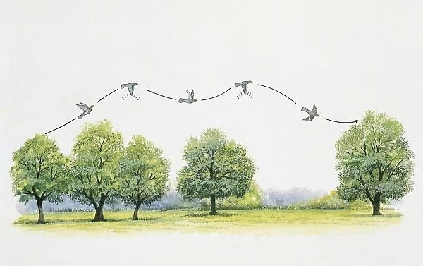 Wood pigeon flying over trees (Columba Palumbus)