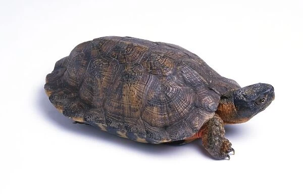 Wood turtle (Clemmys insculpta), close-up