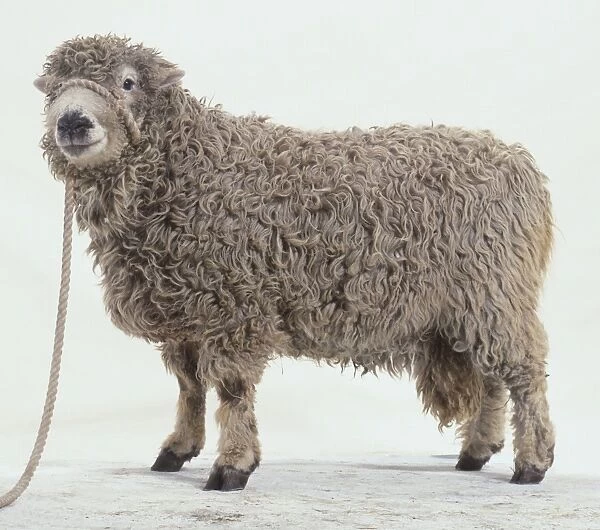 Woolly sheep on a rope lead, close-up