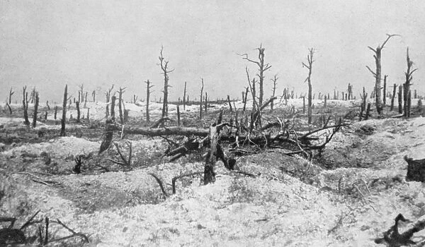 World War I 1914-1918: Woodland at Mesnil-les-Haut, France, reduced to skeletons