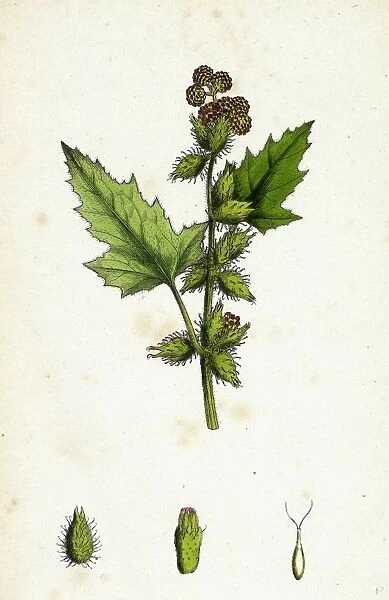 Xanthium Strumarium, Common Bur-Marygold