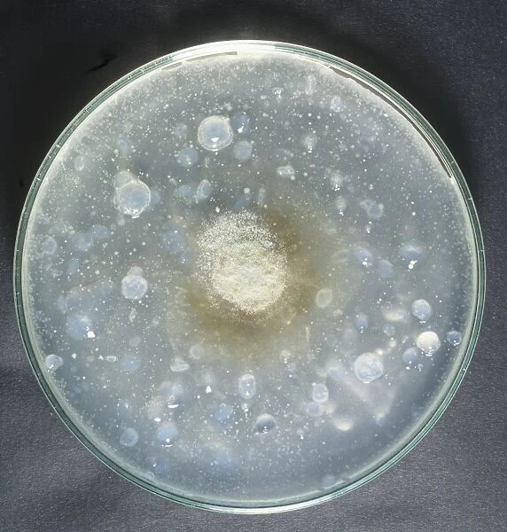 Yeast culture in petri dish, close-up