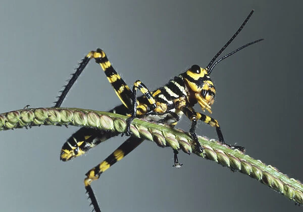 Yellow and Black Grasshopper on a narrow plant stem