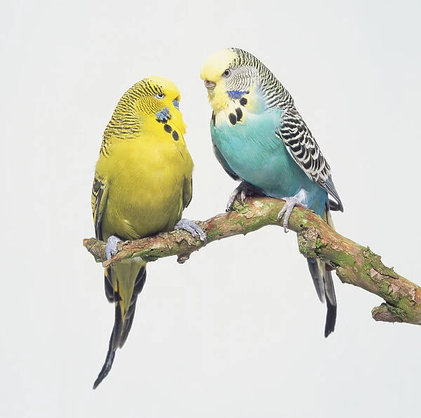 A yellow and a blue Budgie (Melopsittacus undulatus) perched on a branch, close up