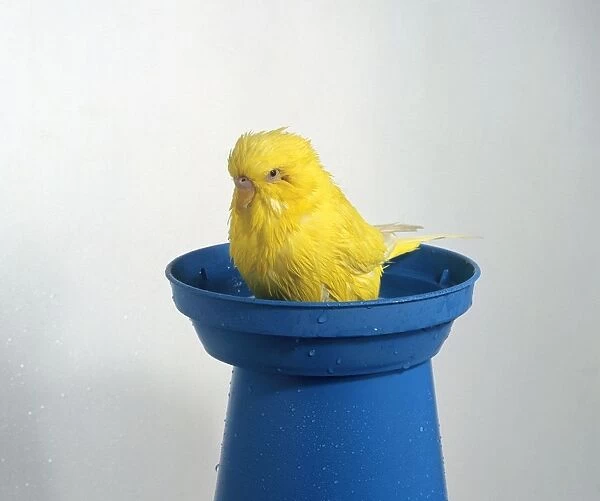Yellow budgerigar bathing