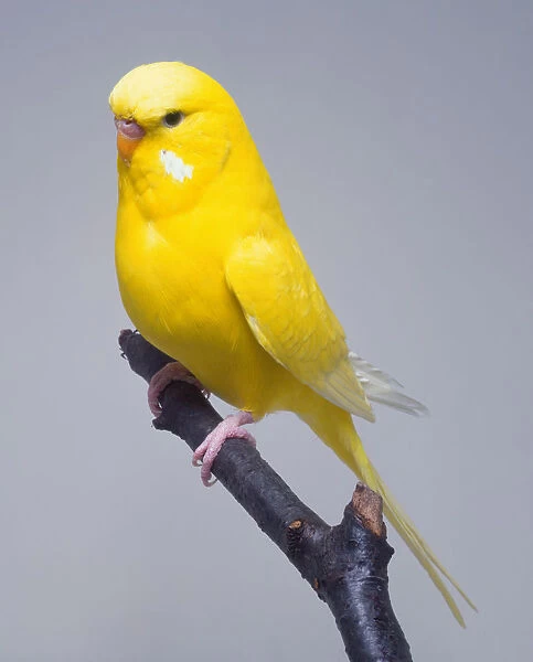 Yellow Budgerigar (Melopsittacus undulatus) perching on a branch, side view