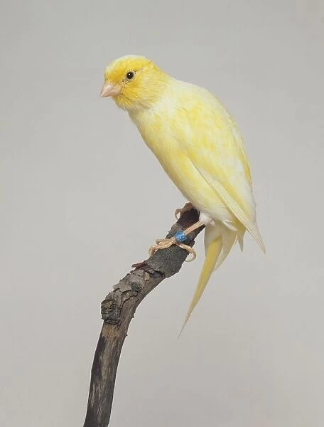 Yellow canary perching on a twig, side view