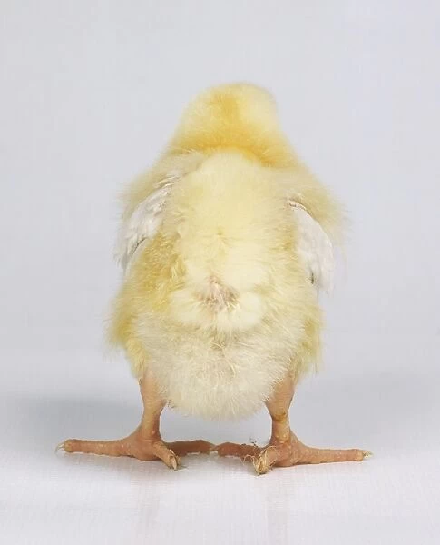 Yellow chick, rear view
