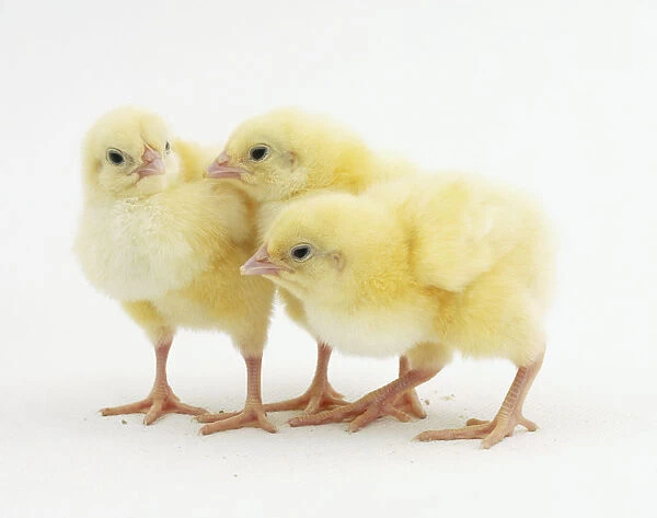 Three yellow chicks (Gallus gallus), huddled together