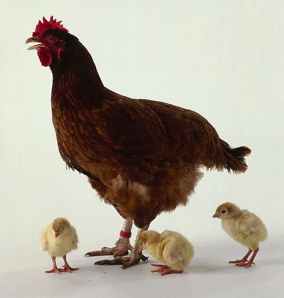 Three yellow chicks stand near brown hen with red beak