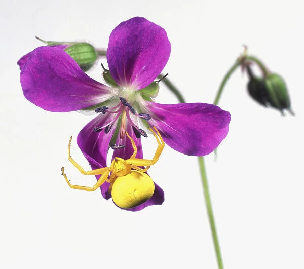 Yellow Crab Spider (Thomisidae) on a purple flower