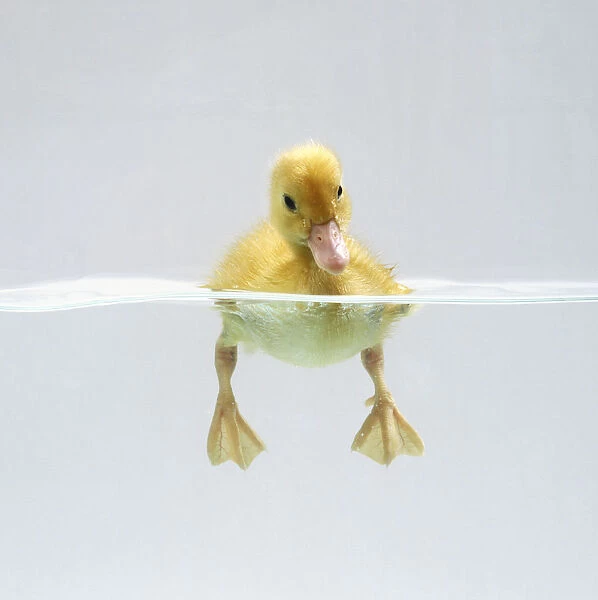 Yellow Duckling (Anatidae) swimming, view of its feet paddling underwater, front view