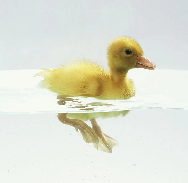 Yellow Duckling (Anatidae) swimming in water, legs visible below surface, side view