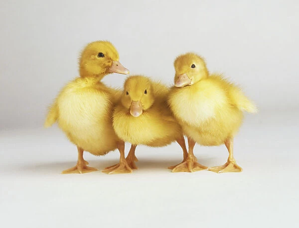 Three yellow ducklings (Anatidae) standing close together, front view