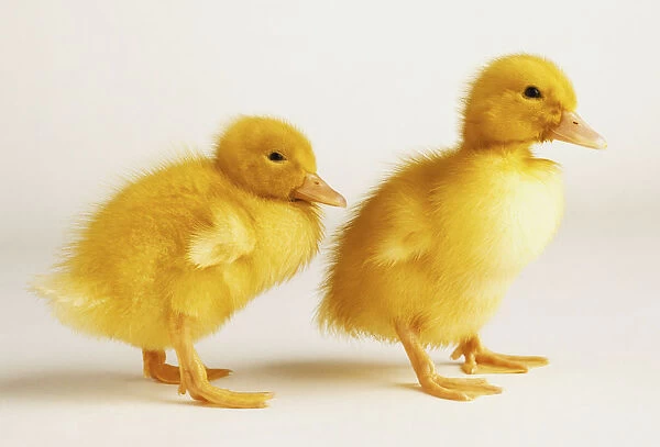 Two yellow ducklings, side view