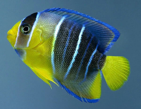 A yellow fish with grey vertical stripes and blue outlines around around the fins