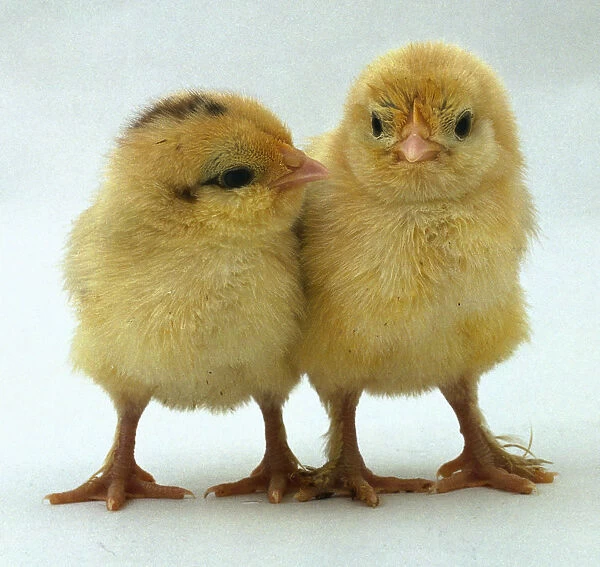 Two yellow fluffy chicks (Gallus gallus) standing together facing each other