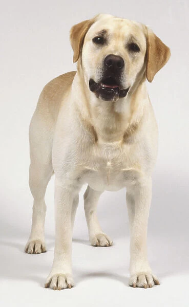 Yellow Labrador Retriever (Canis familiaris), standing, front view