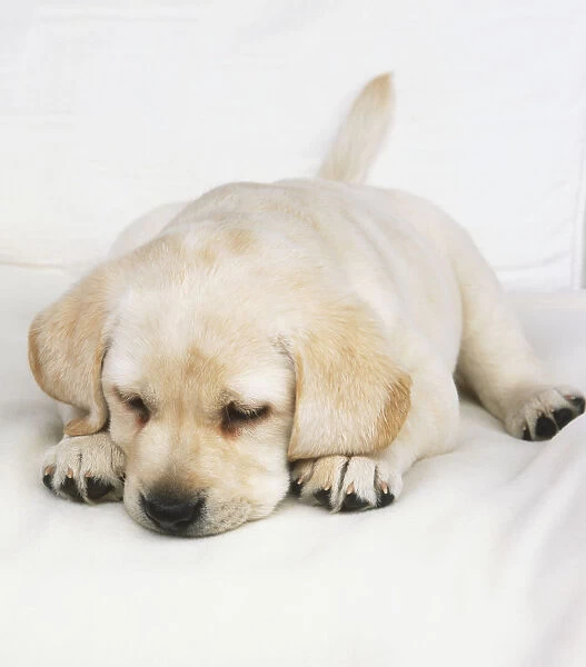 Yellow Labrador Retriever puppy (Canis familiaris) lying down, eyes closed, front view