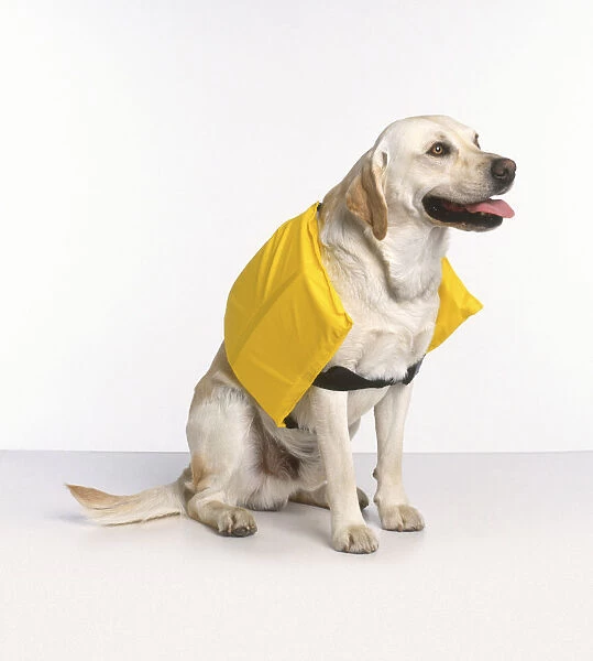 Yellow life jacket on panting Golden Labrador Retriever