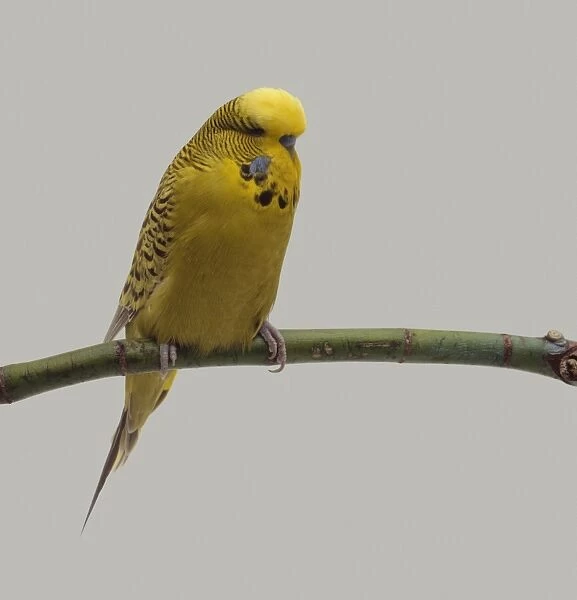 Yellow male budgie on perch