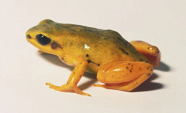 Yellow Mantella frog (Anura)