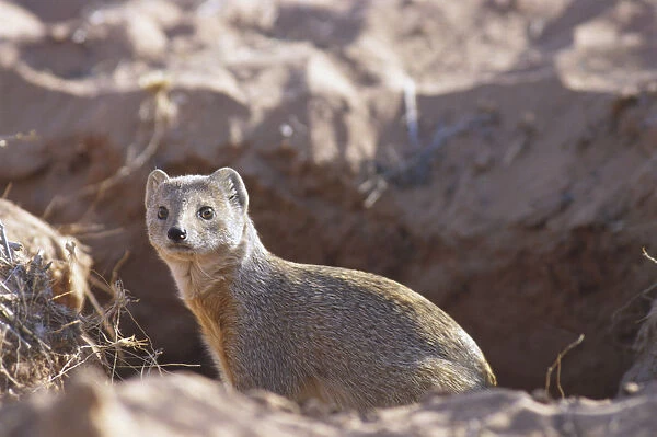 Yellow mongoose poking its head out from dusty hole