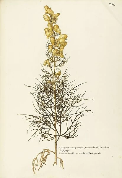 Yellow Monkshood, or Healing Wolfsbane (Aconitum anthora) Ranunculaceae by Giovanni Antonio Bottione, watercolor, 1770-1781