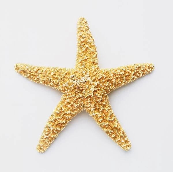 A yellow starfish (Asteroidea)